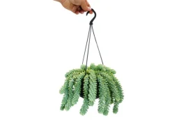 Exotenherz Sedum Morganianum 'Burrito' Affenschaukel 14cm Ampeltopf Hängende Sukkulente< Töpfe