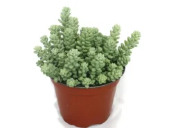 Töpfe<Exotenherz Sedum Morganianum Burritum Affenschaukel 12cm Topf
