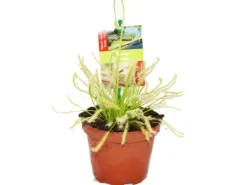 Töpfe<Exotenherz Sonnentau Drosera Capensis 9cm Topf