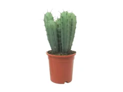 Exotenherz Stahlblauer Heidelbeerkaktus Myrtillocactus Geometrizans Säulenkaktus 17cm Topf< Töpfe