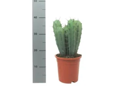 Exotenherz Stahlblauer Heidelbeerkaktus Myrtillocactus Geometrizans Säulenkaktus 17cm Topf< Töpfe