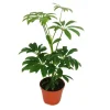 Discount Exotenherz Strahlenaralie Schefflera 9cm Topf Zimmerpflanze ca. 25cm Hoch