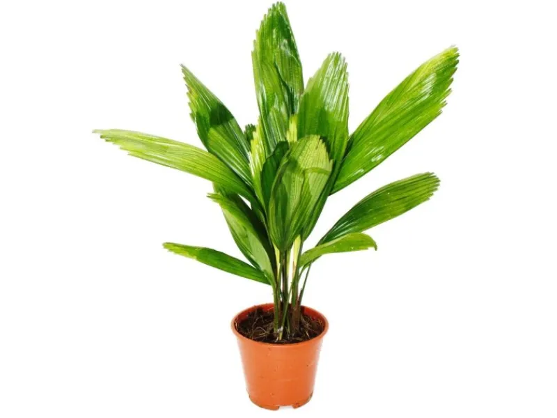 Töpfe<Exotenherz Strahlenpalme Licuala Grandis Zimmerpalme Vanuatustrahlenpalme 13cm Topf