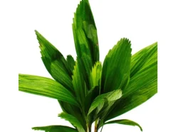 Töpfe<Exotenherz Strahlenpalme Licuala Grandis Zimmerpalme Vanuatustrahlenpalme 13cm Topf