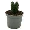 Töpfe<Exotenherz Sukkulente Crassula Buddhas Tempel Mini-Dickblatt 6cm Topf