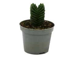 Töpfe<Exotenherz Sukkulente Crassula Buddhas Tempel Mini-Dickblatt 6cm Topf