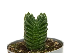 Töpfe<Exotenherz Sukkulente Crassula Buddhas Tempel Mini-Dickblatt 6cm Topf