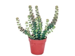 Töpfe<Exotenherz Sukkulente Crassula Hottentot Felsen-Dickblatt im 8,5cm Topf