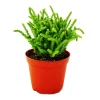 Töpfe<Exotenherz Sukkulente Crassula Lycopodioides Mäuseschwanz im 8,5cm Topf