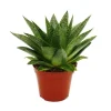 Töpfe<Exotenherz Sukkulente Gasteria D Tiga Gasterie 8,5cm Topf