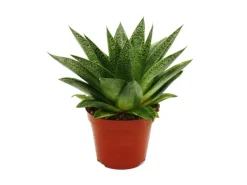 Töpfe<Exotenherz Sukkulente Gasteria D Tiga Gasterie 8,5cm Topf