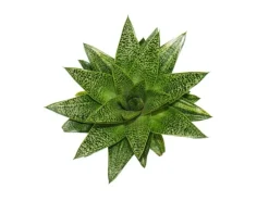 Töpfe<Exotenherz Sukkulente Gasteria D Tiga Gasterie 8,5cm Topf
