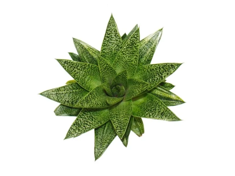 Töpfe<Exotenherz Sukkulente Gasteria D Tiga Gasterie 8,5cm Topf
