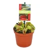 Discount Exotenherz Venusfliegenfalle Dionaea Muscipula 9cm Topf
