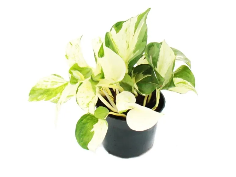 Discount Exotenherz Weißbunte Efeutute Epipremnum Happy Leaf Scindapsus 12cm Topf Rankende Zimmerpflanze