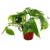 Exotenherz Weißbunte Gemusterte Efeutute Epipremnum Variegata Scindapsus 12cm Topf Rankende Zimmerpflanze< Töpfe