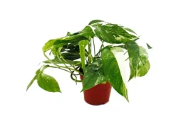 Exotenherz Weißbunte Gemusterte Efeutute Epipremnum Variegata Scindapsus 12cm Topf Rankende Zimmerpflanze< Töpfe