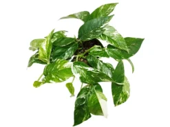 Exotenherz Weißbunte Gemusterte Efeutute Epipremnum Variegata Scindapsus 12cm Topf Rankende Zimmerpflanze< Töpfe