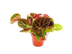 Exotenherz Wilde Begonie Begonia Ferox Spektakuläre Blattpflanze Rarität 12cm Topf< Töpfe
