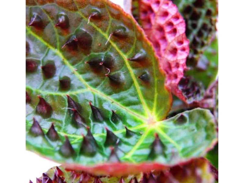 Exotenherz Wilde Begonie Begonia Ferox Spektakuläre Blattpflanze Rarität 12cm Topf< Töpfe