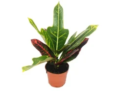 Hot Exotenherz Wunderstrauch Croton Var Codiaeum 9cm Topf Zimmerpflanze