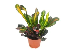 Hot Exotenherz Wunderstrauch Croton Var Codiaeum 9cm Topf Zimmerpflanze