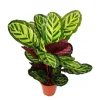 Exotenherz XXL-Schattenpflanze mit Ausgefallenem Blattmuster Calathea Roseapicta 19cm Topf ca. 60-80cm Hoch< Töpfe