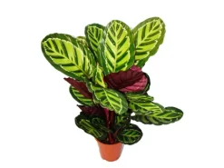 Exotenherz XXL-Schattenpflanze mit Ausgefallenem Blattmuster Calathea Roseapicta 19cm Topf ca. 60-80cm Hoch< Töpfe