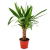 Exotenherz Yucca Palme Palmlilie 14cm Topf< Töpfe
