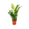 Exotenherz Zamioculcas Zamiifolia Zamio Palme Zamio Farn 14cm Topf< Töpfe