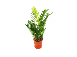 Exotenherz Zamioculcas Zamiifolia Zamio Palme Zamio Farn 14cm Topf< Töpfe