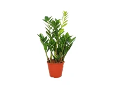 Exotenherz Zamioculcas Zamiifolia Zamio Palme Zamio Farn 14cm Topf< Töpfe
