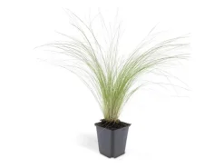 Exotenherz Ziergras Mexikanisches Federgras Stipa Tenuissima Ponytails 9cm Topf Set mit 6 Pflanzen< Töpfe