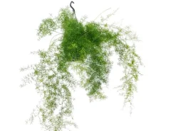 Töpfe<Exotenherz Zierspargel im Ampeltopf Asparagus Densiflorus Sprengeri