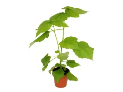 New Exotenherz Zimmerlinde Sparmannia Africana 17cm Topf