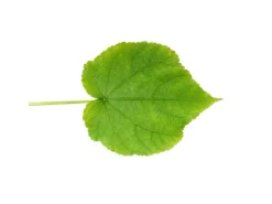 New Exotenherz Zimmerlinde Sparmannia Africana 17cm Topf