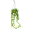 Clearance Exotenherz Zimmerpflanze zum Hängen Dischidia Platyphylla Urnenpflanze 14cm Ampeltopf