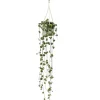 Exotenherz Zimmerpflanze zum Hängen Ceropegia Woodii Leuchterblume 10cm Ampel< Töpfe