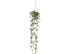 Exotenherz Zimmerpflanze zum Hängen Ceropegia Woodii Leuchterblume 10cm Ampel< Töpfe