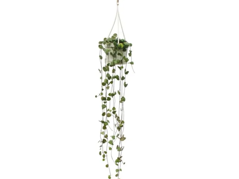 Exotenherz Zimmerpflanze zum Hängen Ceropegia Woodii Leuchterblume 10cm Ampel< Töpfe