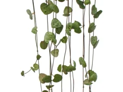 Exotenherz Zimmerpflanze zum Hängen Ceropegia Woodii Leuchterblume 10cm Ampel< Töpfe