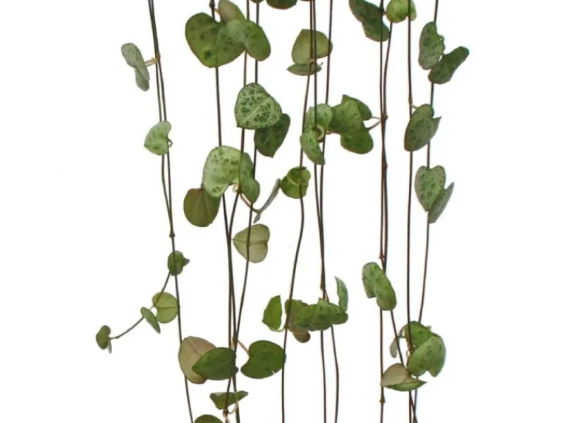Exotenherz Zimmerpflanze zum Hängen Ceropegia Woodii Leuchterblume 10cm Ampel< Töpfe