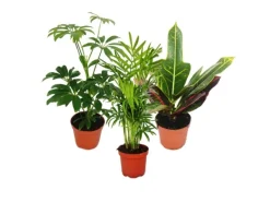 Töpfe<Exotenherz Zimmerpflanzen Set mit 3 Pflanzen Typ 1 9cm