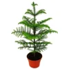 Best Exotenherz Zimmertanne Araucaria Heterophylla 15cm Topf ca. 40-50cm Hoch