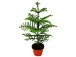 Best Exotenherz Zimmertanne Araucaria Heterophylla 15cm Topf ca. 40-50cm Hoch