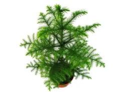 Best Exotenherz Zimmertanne Araucaria Heterophylla 15cm Topf ca. 40-50cm Hoch