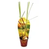 Töpfe<Exotenherz Zitronengras Cymbopogon Citratus 12cm Topf