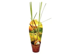 Töpfe<Exotenherz Zitronengras Cymbopogon Citratus 12cm Topf