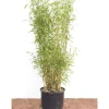 Töpfe<Fargesia Murieliae Jumbo Bambus Immergrün 60–100 cm