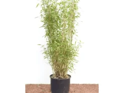 Töpfe<Fargesia Murieliae Jumbo Bambus Immergrün 60–100 cm